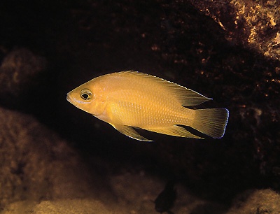Variabilichromis moorii 'Sumbu Island'